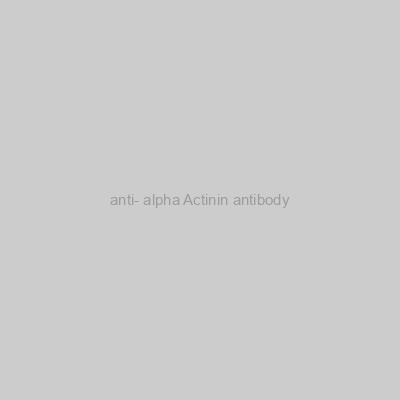 FN Test - anti- alpha Actinin antibody